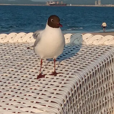 Seite 8 Oder 9 * Heringsdorf