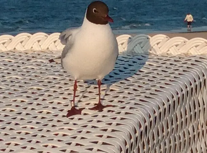 Seite 8 Oder 9 * Ostseebad Heringsdorf